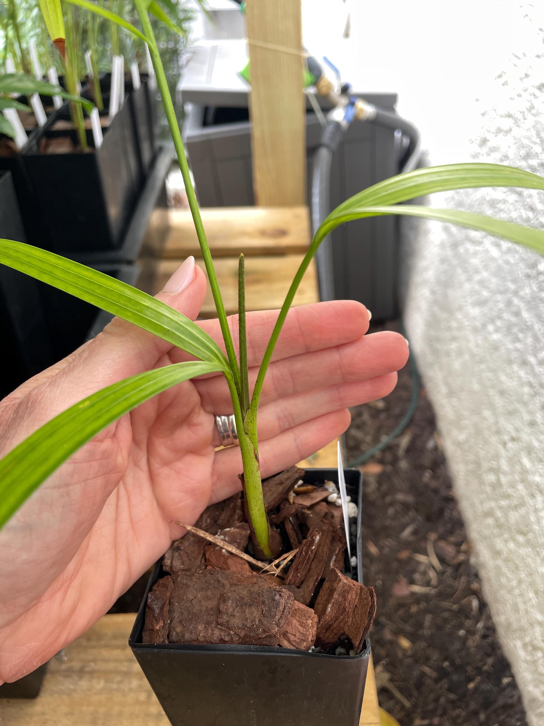 Chrysalidocarpus Onilahensis; Stiff Leaf Onilahy Palm (formerly