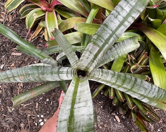Billbergia vittata ‘Domingos Martins' Billbergia vittata cv. Domingos Martins' - Bromeliad Paradise