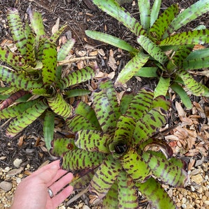 Neoregelia Ornata X Tiger Bromeliad