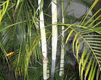 Variegated Christmas Palm 10-12