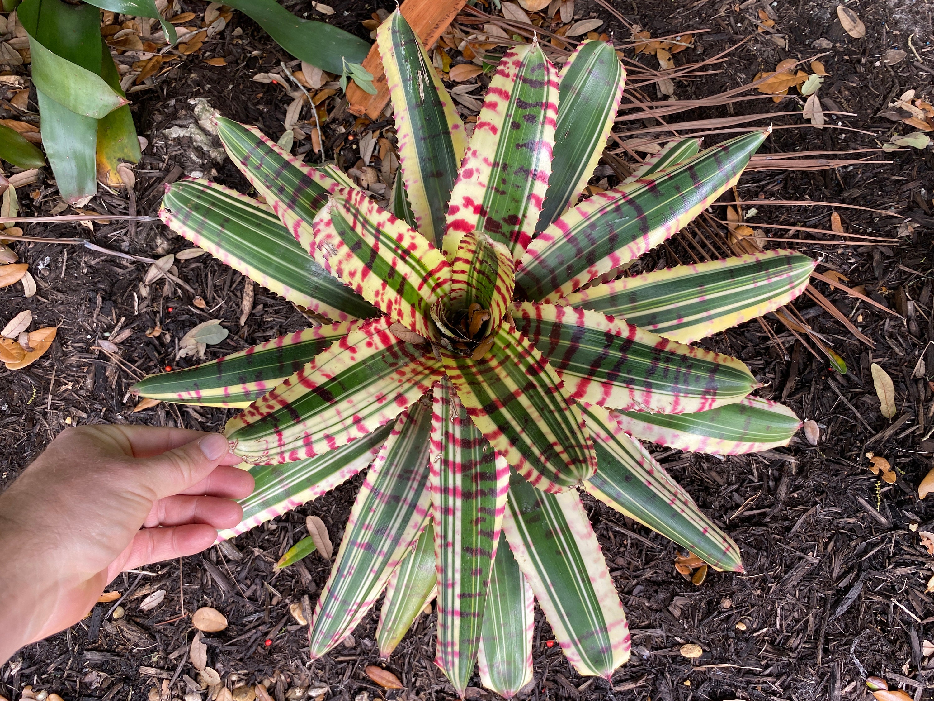 ブロメリア・エアープランツ Neoregelia Star wars Neoregelia Star Wars Bromeliad Pup FREE SHIPPING - Etsy