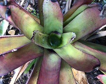 Neoregelia Carcharodon Rainbow Bromeliad FREE SHIPPING