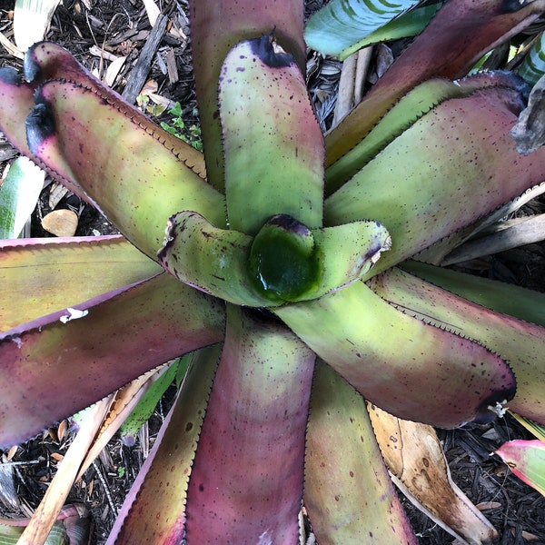 Neoregelia Carcharodon Rainbow Bromeliad FREE SHIPPING