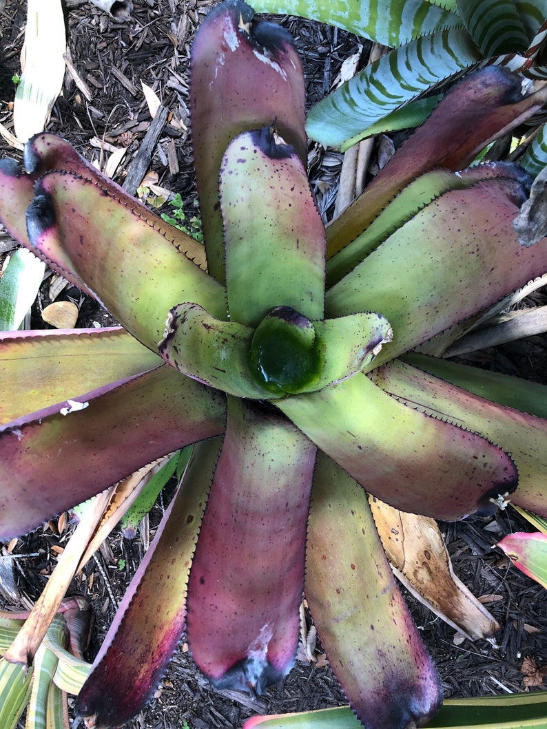 Neoregelia Carcharodon Rainbow Bromeliad FREE SHIPPING image 1