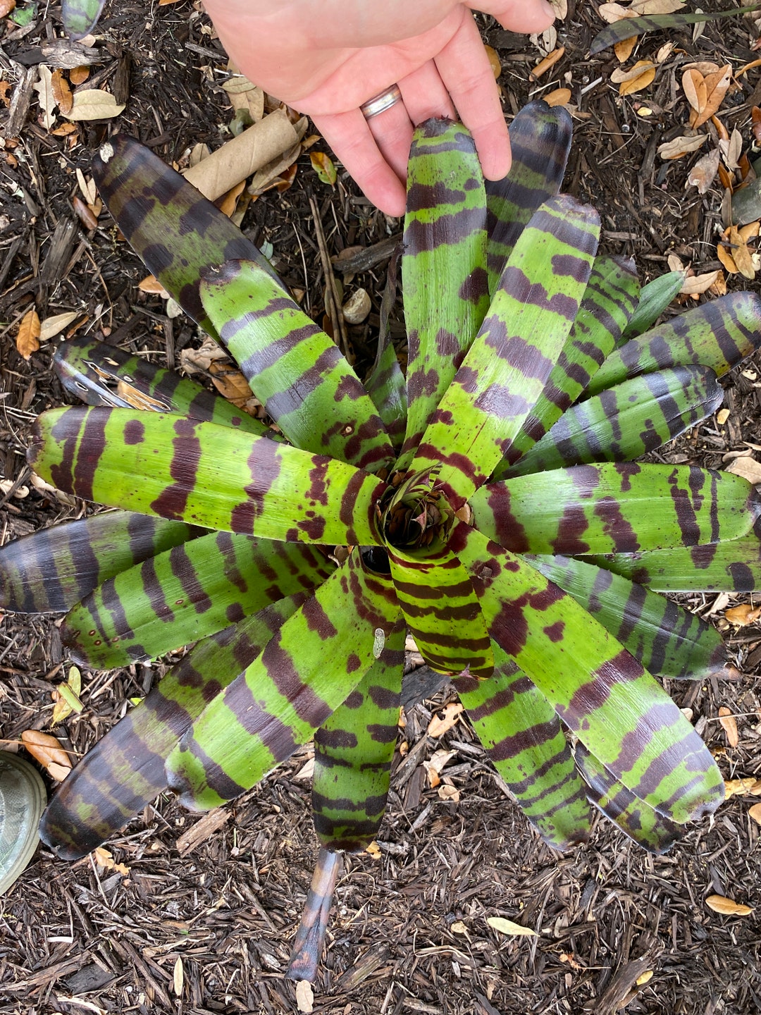 ブロメリア・エアープランツ Neoregelia Cat Pajamas Bromeliad Neoregelia Cats Pajamas - Etsy Canada