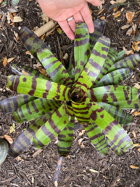 ブロメリア・エアープランツ Neoregelia Cat Pajamas Bromeliad Neoregelia Cats Pajamas - Etsy