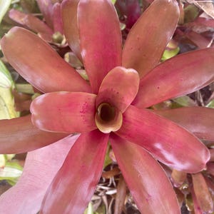 Neoregelia Super Fireball Bromeliad