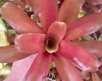 Bromeliad Neoregelia Cats Pajamas - Etsy
