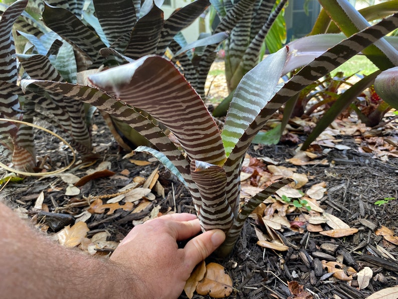 Aechmea Chantinii Ebony Bromeliad FREE SHIPPING image 2