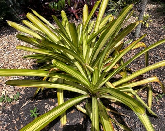 Aechmea blanchetiana Gold Mine - FREE SHIPPING.