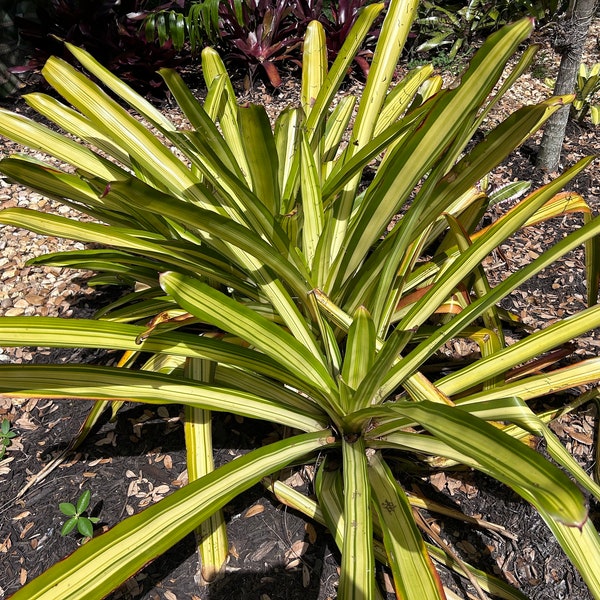 Aechmea blanchetiana Gold Mine - FREE SHIPPING.