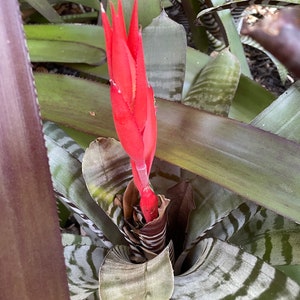 Aechmea 'Frosty the Snowman' – Tropiflora