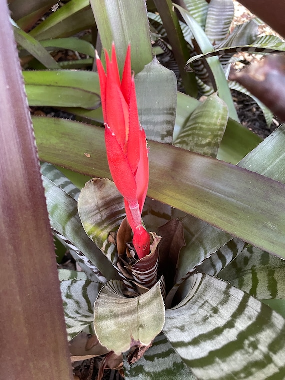 Aechmea Black Ebony x Wide Leaf Bromeliad Aechmea Chantinii Ebony