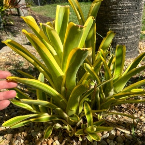 Aechmea Nudicaulis Albo Bromeliad