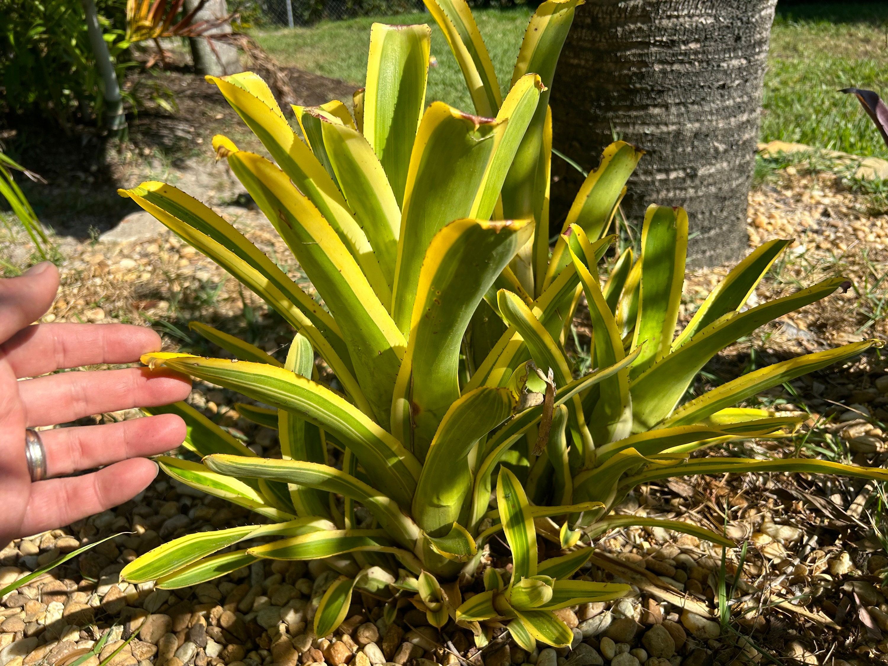 10 Graines Aechmea Nudicaulis - Broméliacée Ornementale, Plante Tropicale, Pour Jardin Ou Intérieur - 3