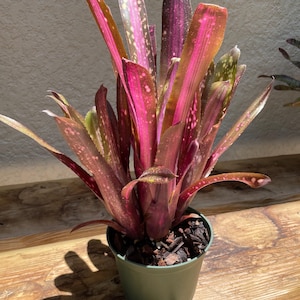 Billbergia Vittata 'domingos Martins' Bromeliad - Etsy