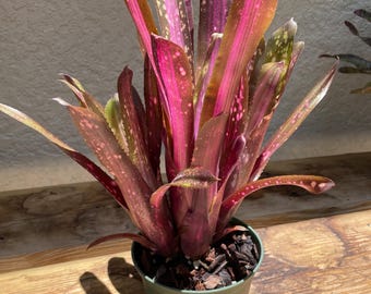 Billbergia vittata ‘Domingos Martins ’ IMG_5436__58044.1521837585.jpg?c=2