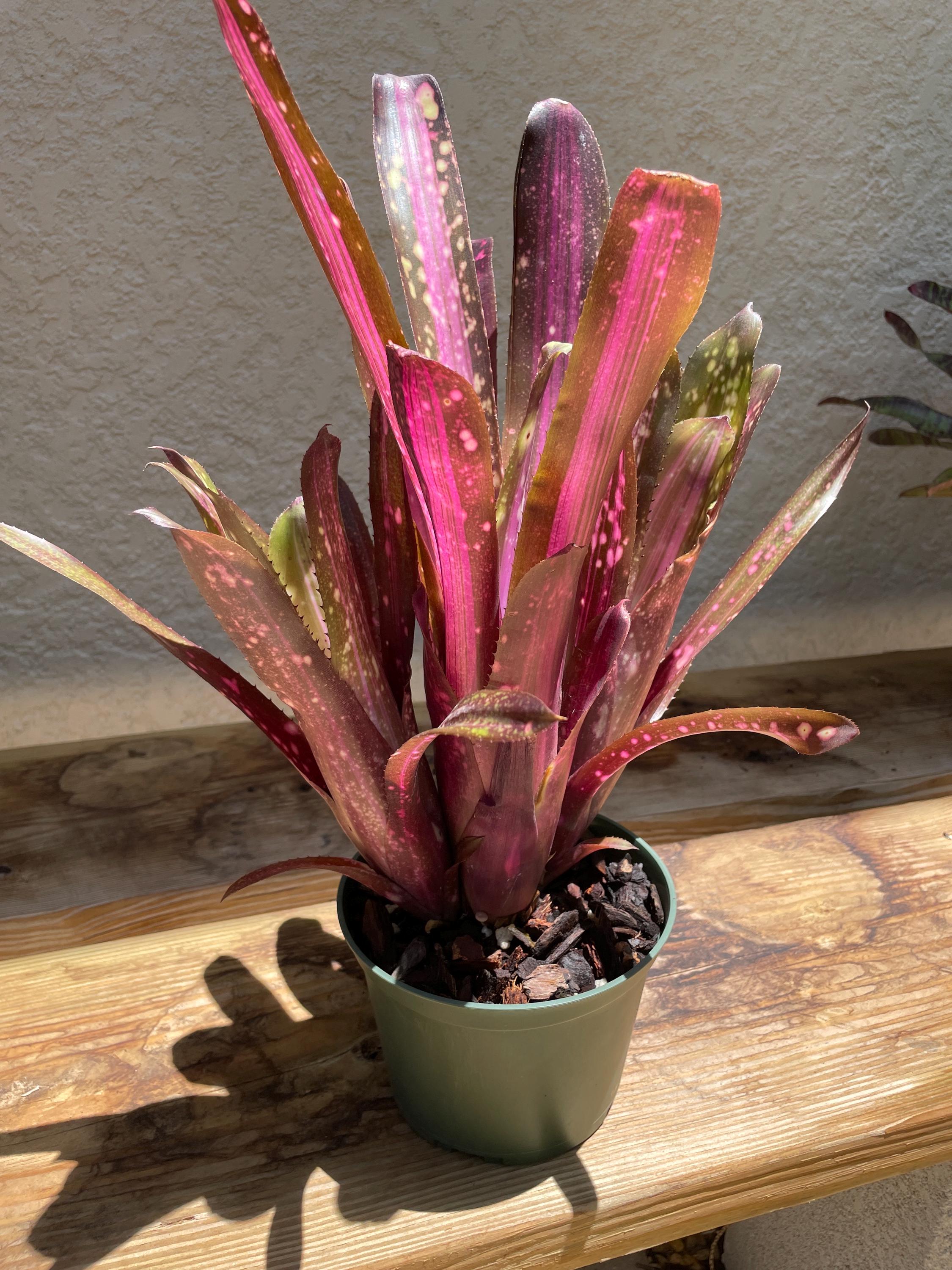 ブロメリア・エアープランツ Billbergia 'Hallelujah' Variegated B305