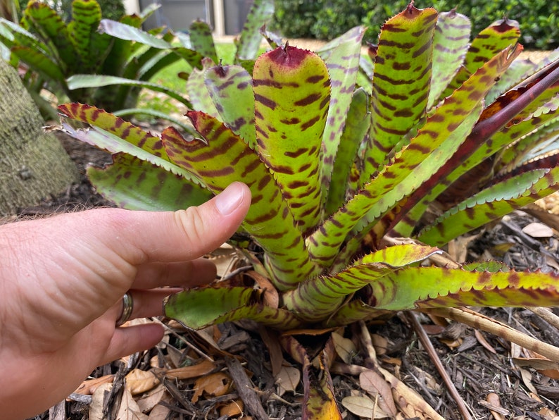 Neoregelia Ornata X Tiger Bromeliad FREE SHIPPING image 2