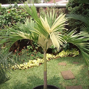 Variegated Christmas Palm 14-15&quot; TALL; Manila Palm (Adonidia merrillii variegated; Veitchia merrillii variegata).