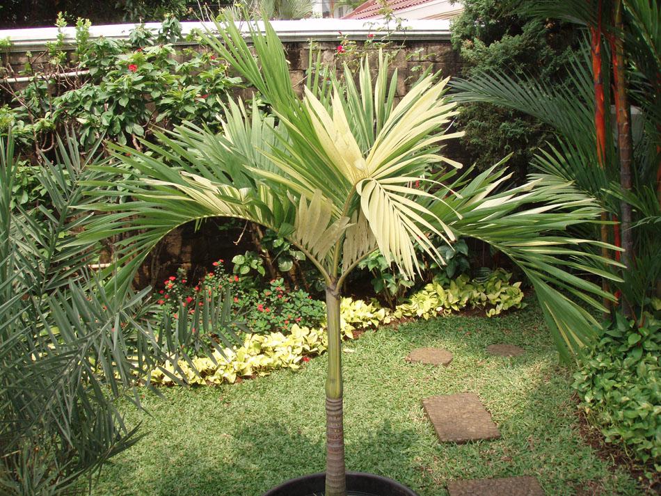 Veitchia merrillii Variegated　マニラヤシ　斑入り Variegated Christmas Palm Tree; (seedling Size) Adonidia (veitchia