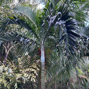 Blackii Palm; Chrysalidocarpus blackii (formerly Dypsis blackii) live ornamental plant