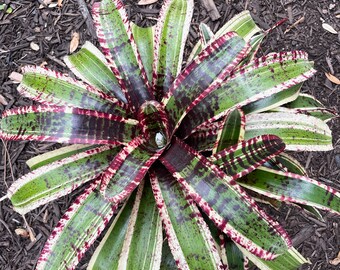 Neoregelia 'Hypnotic' Bromeliad FREE SHIPPING