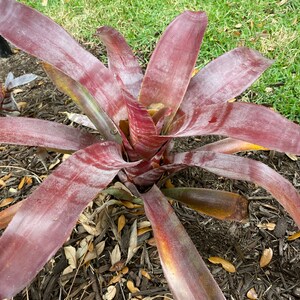 Aechmea Nudicaulis Frosty the Snowman Bromeliad - Etsy