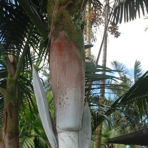 Veillonia alba (now known as Cyphophoenix alba)