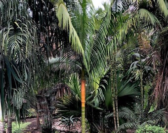 Variegated Christmas Palm 10-12