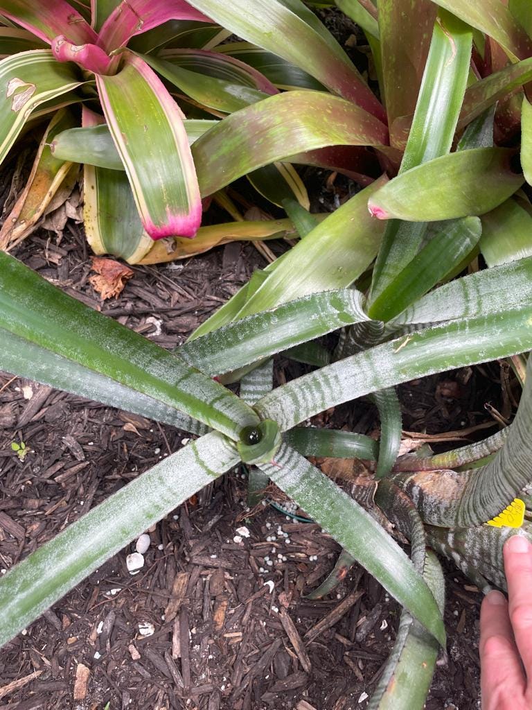 【SALE／10%OFF the Frosty Nudicaulis Aechmea Snowman Etsy - Bromeliad 菓子・スナック