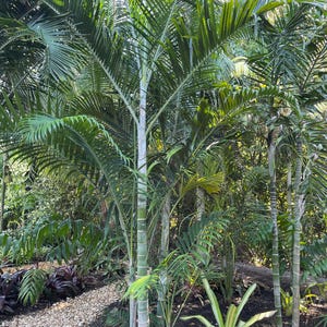 Chrysalidocarpus Mayotte Island; Sohoa Palm (formerly Dypsis)