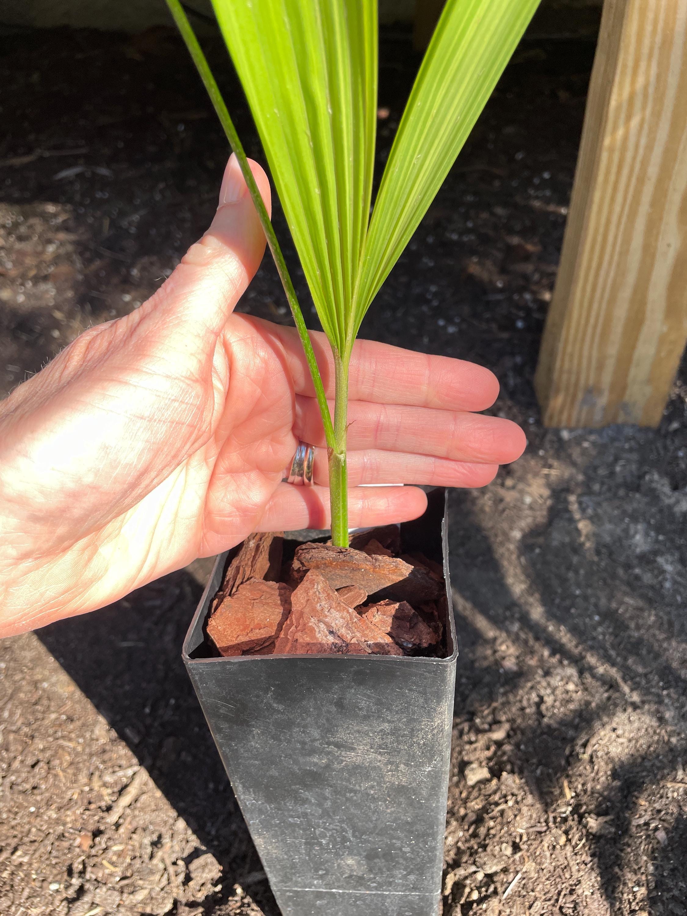 Variegated Christmas Palm Tree; (seedling Size) Adonidia (veitchia