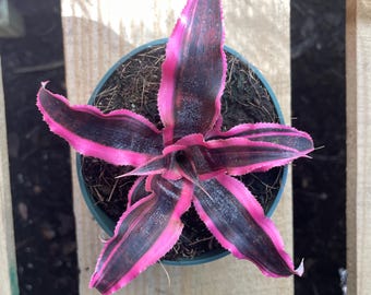 Variegated Christmas Palm 10-12