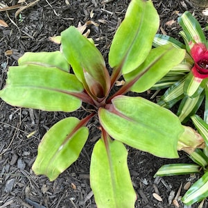 Aechmea Tayoensis Bromeliad