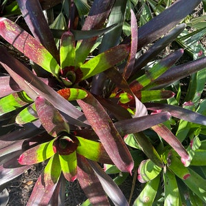 Neoregelia Court Jester Bromeliad