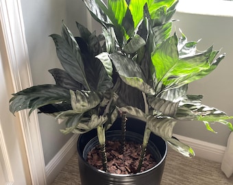 Variegated Christmas Palm Tree; (seedling Size) Adonidia (veitchia
