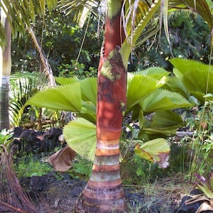 Chrysalidocarpus lastellianus; Redneck Palm; (formerly Dypsis) live ornamental plant