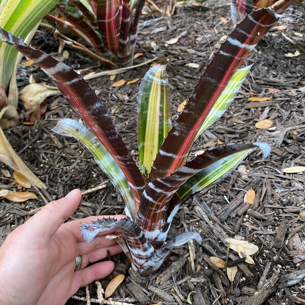 Aechmea Roberto Menescal Bromeliad FREE SHIPPING