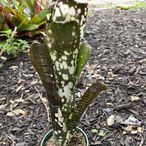 Billbergia Vittata 'domingos Martins' Bromeliad - Etsy