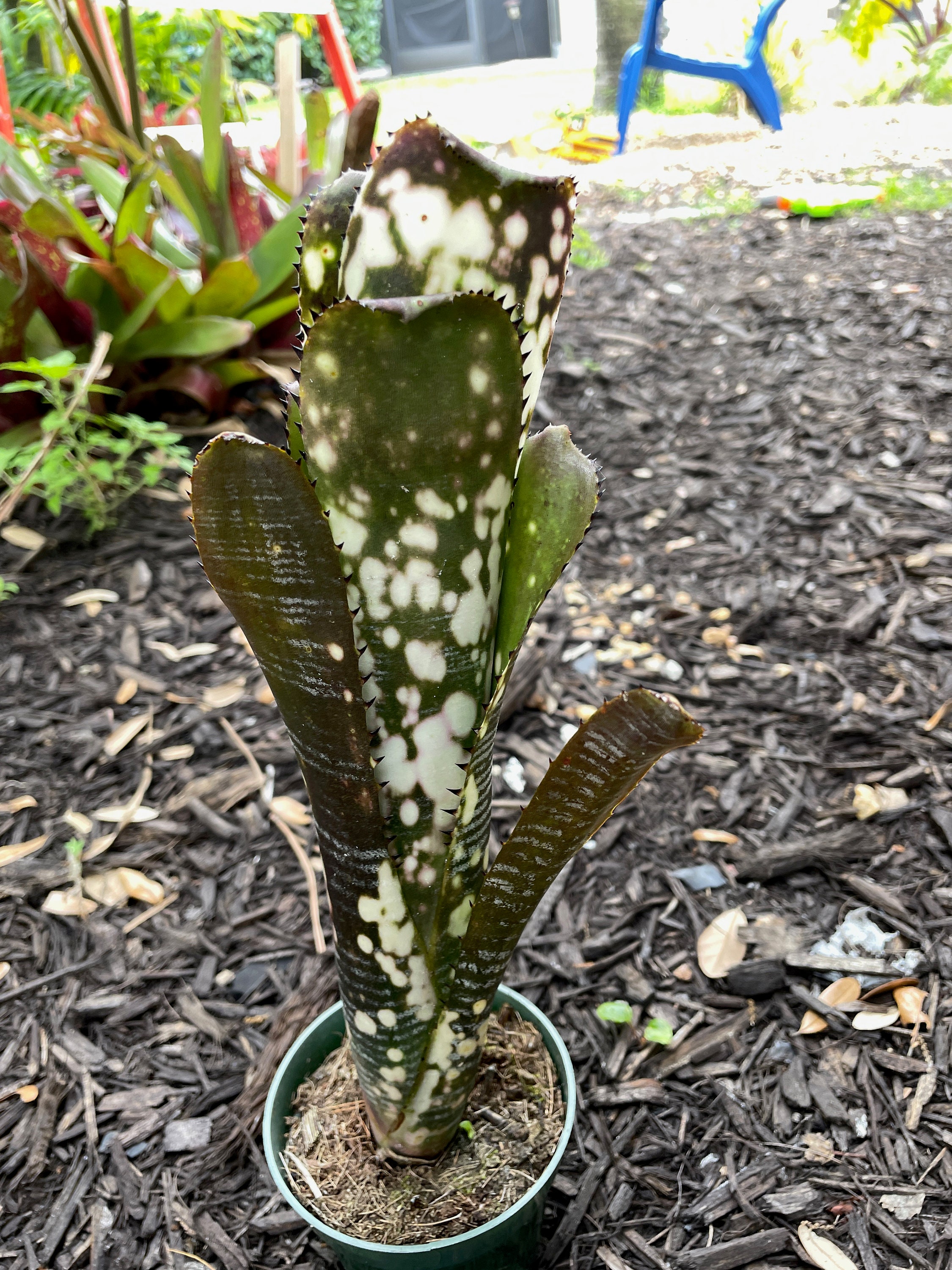 Billbergia Vittata 'domingos Martins' Bromeliad - Etsy Billbergia Vittata 'domingos Martins' Bromeliad - Etsy
