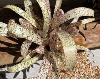 Billbergia Vittata 'domingos Martins' Bromeliad - Etsy