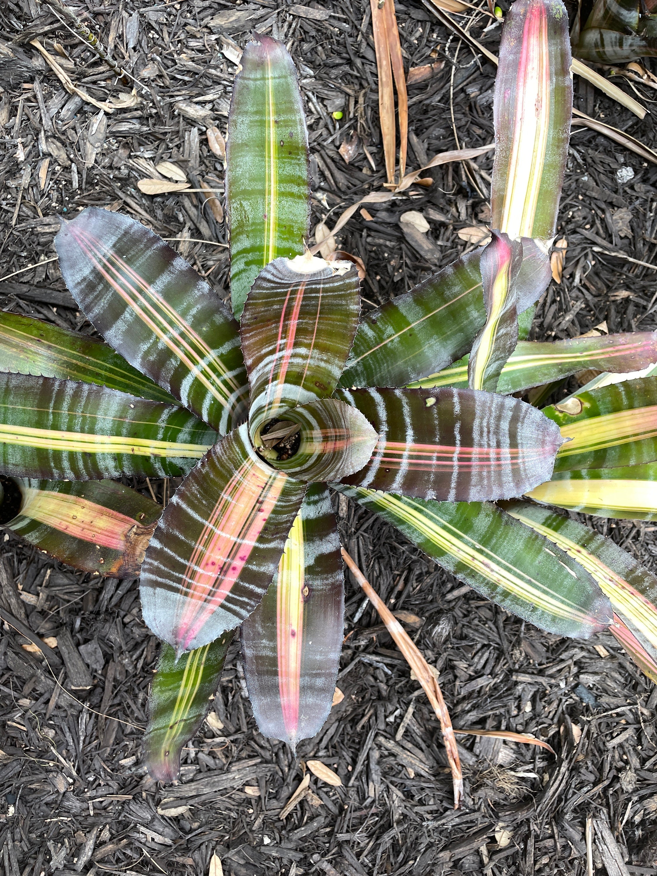 Bromeliad Aechmea Roberto Menescal - Etsy