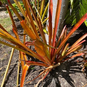 Aechmea Red Candles Bromeliad