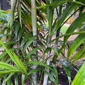 Pemba Palm Chrysalidocarpus pembanus (formerly Dypsis pembana) live ornamental plant FAST grower!