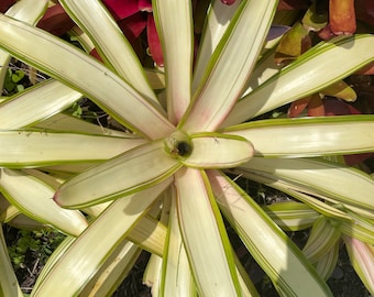 Bromeliad Neoregelia Ardie