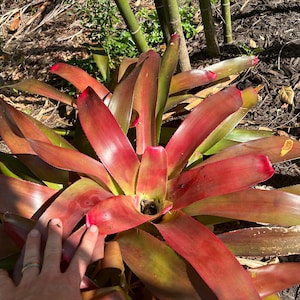 Neoregelia Johannis x Pemiento Bromeliad