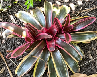Billbergia Vittata 'domingos Martins' Bromeliad - Etsy