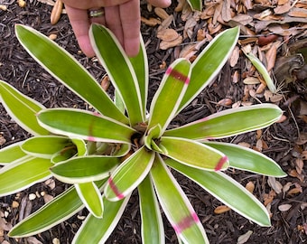 Neoregelia Sheba Bromeliad FREE SHIPPING