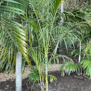 Chrysalidocarpus sp. Baby Red Stems (formerly Dypsis)